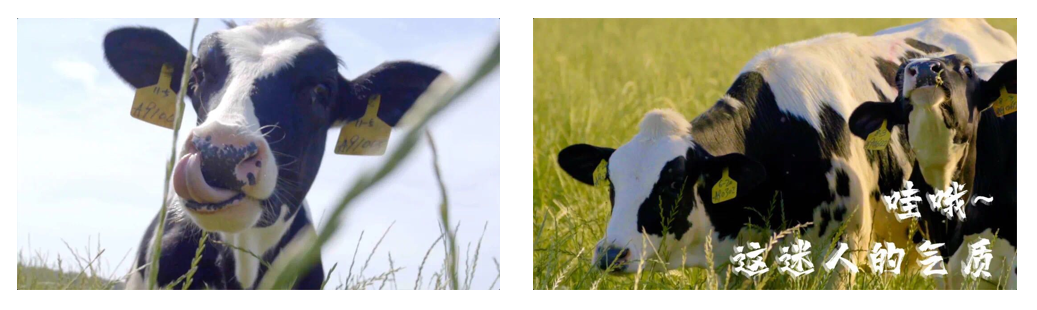 花花牛丨每天一杯奶，幸福健康喝出來！??！