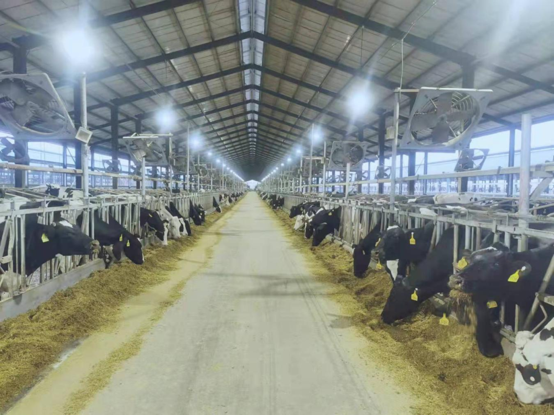 北京大學(xué)南南合作與發(fā)展學(xué)院教授、全球伙伴關(guān)系主任周詠梅一行蒞臨花花牛平輿瑞亞牧業(yè)參觀調(diào)研