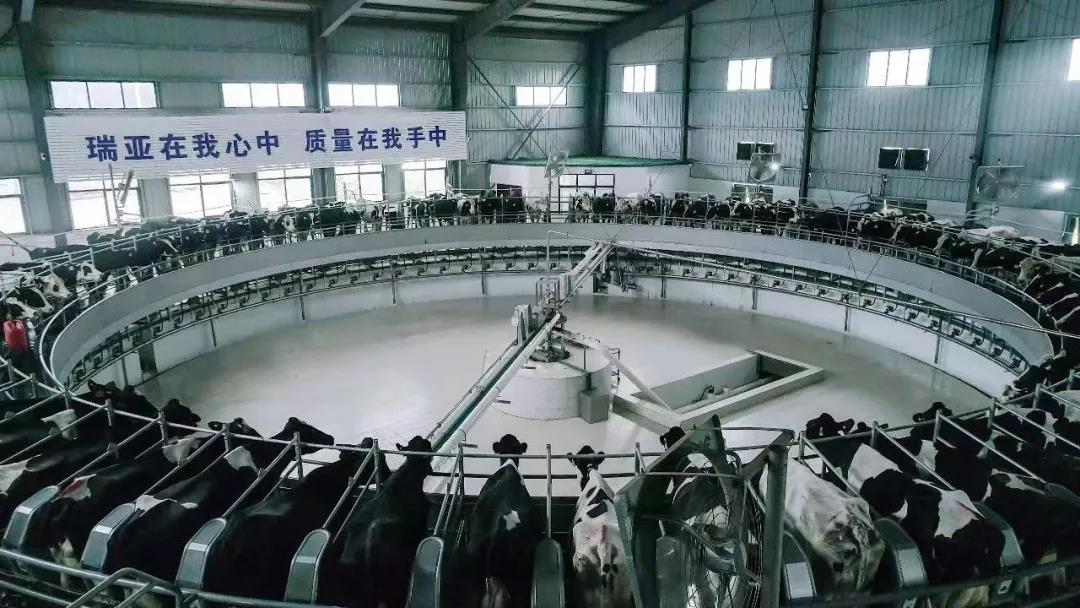 花花牛丨國家奶牛產(chǎn)業(yè)技術(shù)體系首席科學(xué)家、中國農(nóng)業(yè)大學(xué)教授李勝利一行蒞臨花花牛魯山瑞亞參觀調(diào)研