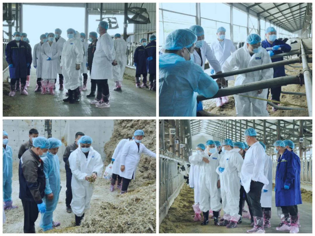 花花牛丨國家奶牛產(chǎn)業(yè)技術(shù)體系首席科學(xué)家、中國農(nóng)業(yè)大學(xué)教授李勝利一行蒞臨花花牛魯山瑞亞參觀調(diào)研