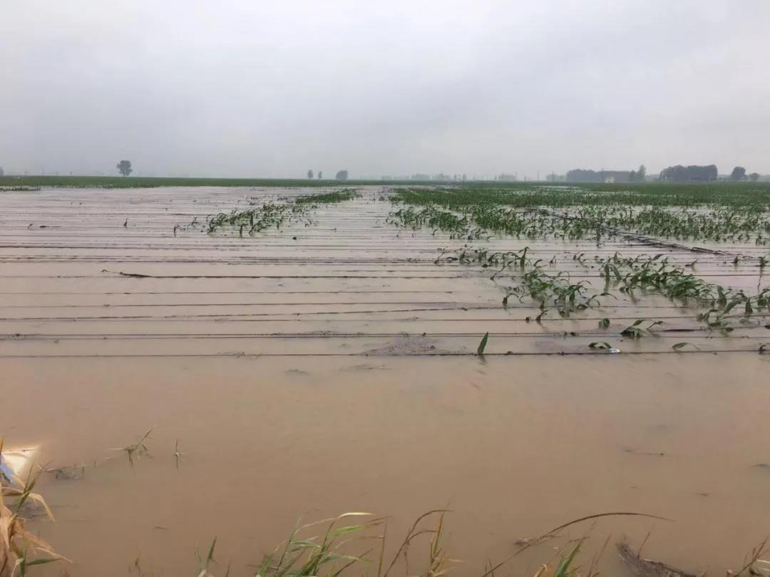 【乳報(bào)·聚焦】“豫”難而上的中原牛人“太中了”！