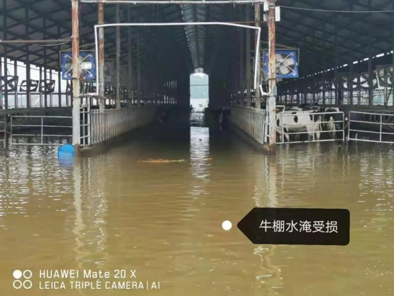 【乳報·聚焦】“豫”難而上的中原牛人“太中了”！